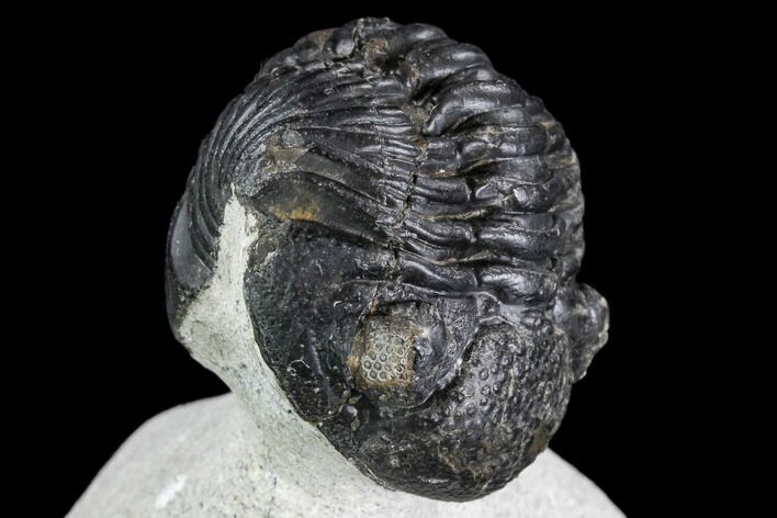 Bargain, Enrolled Pedinopariops Trilobite - Mrakib, Morocco #110663